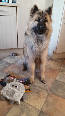 Balu 1. Geburtstag.jpg